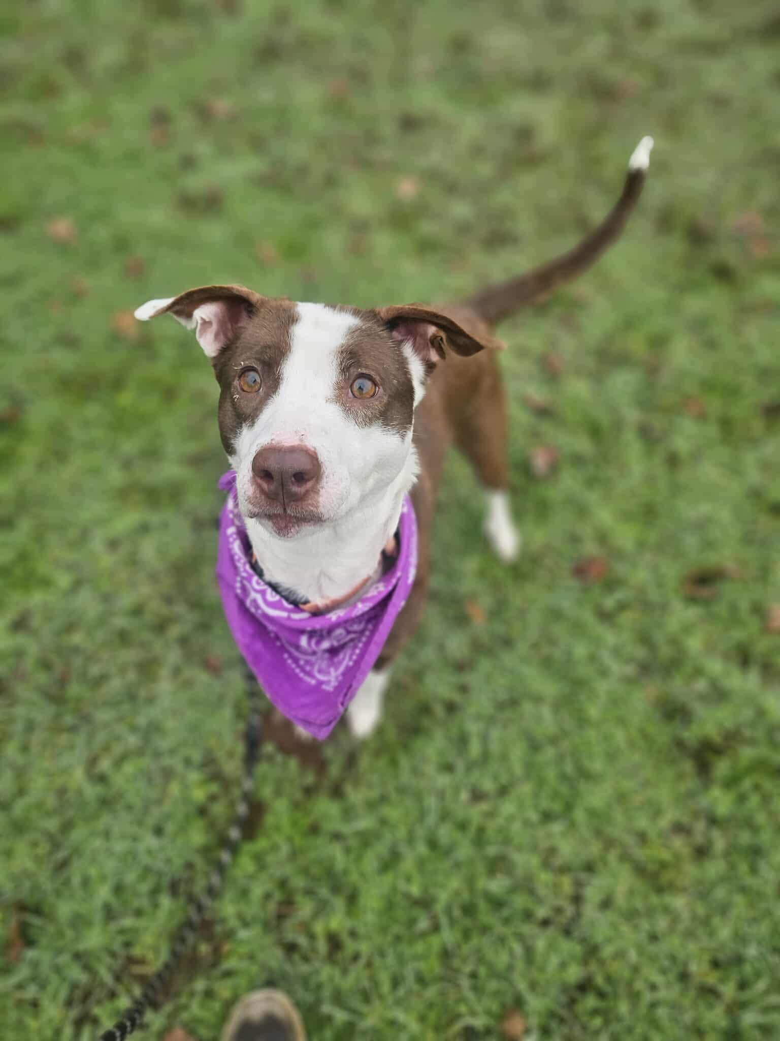 Enlarge Holly, a ADOPTABLE Border Collie in Grants Pass, OR image 2/6