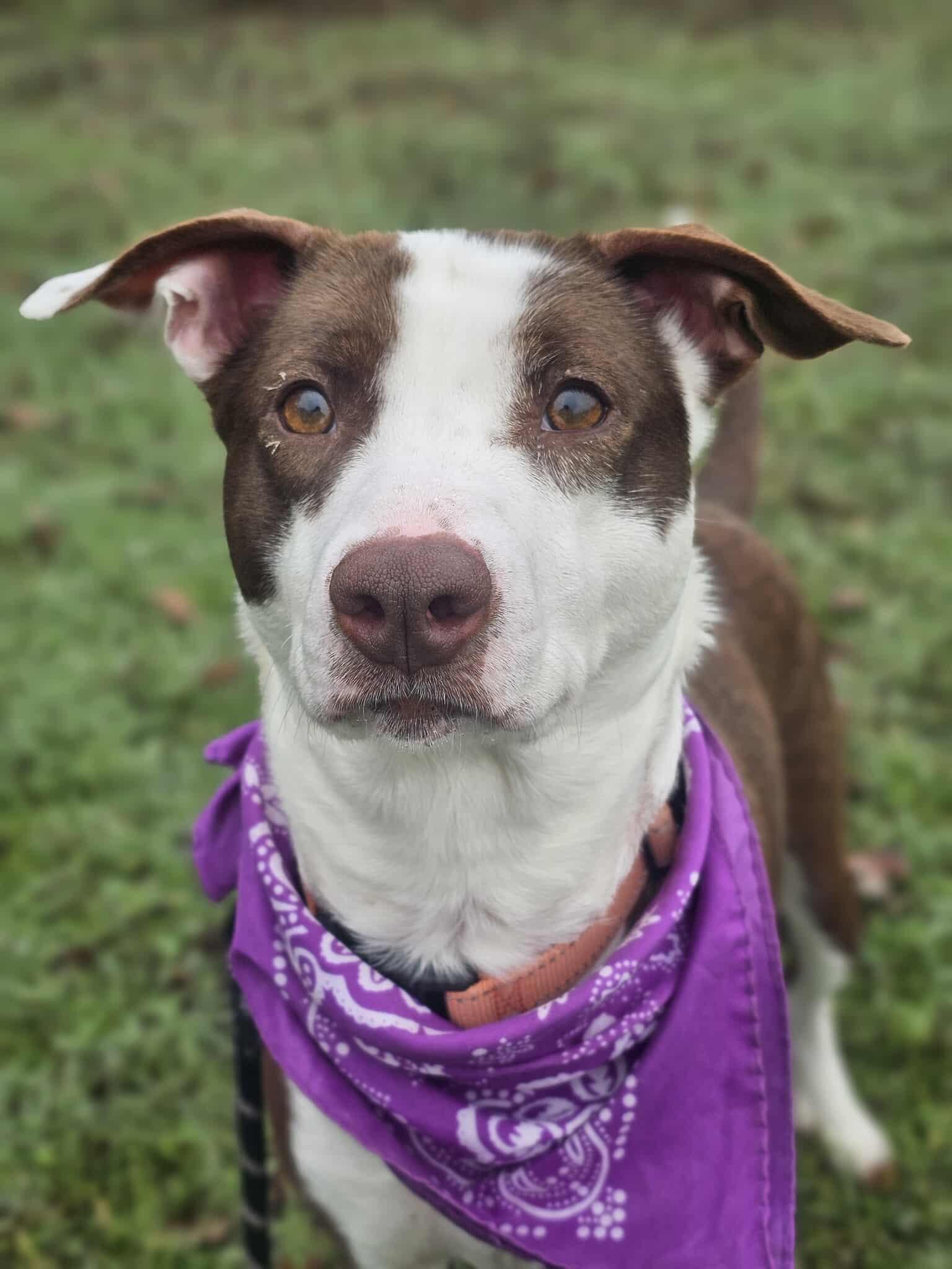 Enlarge Holly, a ADOPTABLE Border Collie in Grants Pass, OR image 3/6