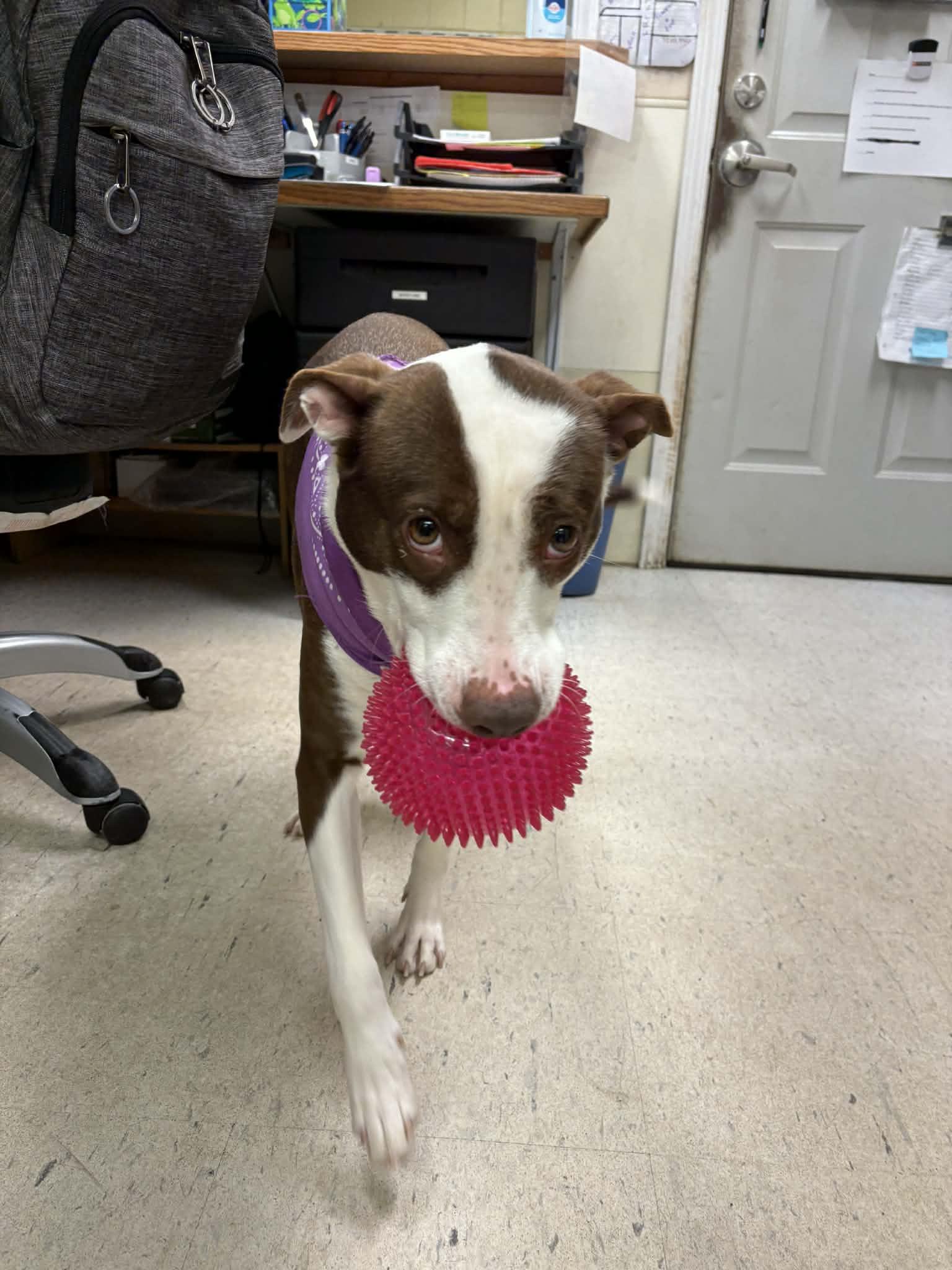 Enlarge Holly, a ADOPTABLE Border Collie in Grants Pass, OR image 4/6