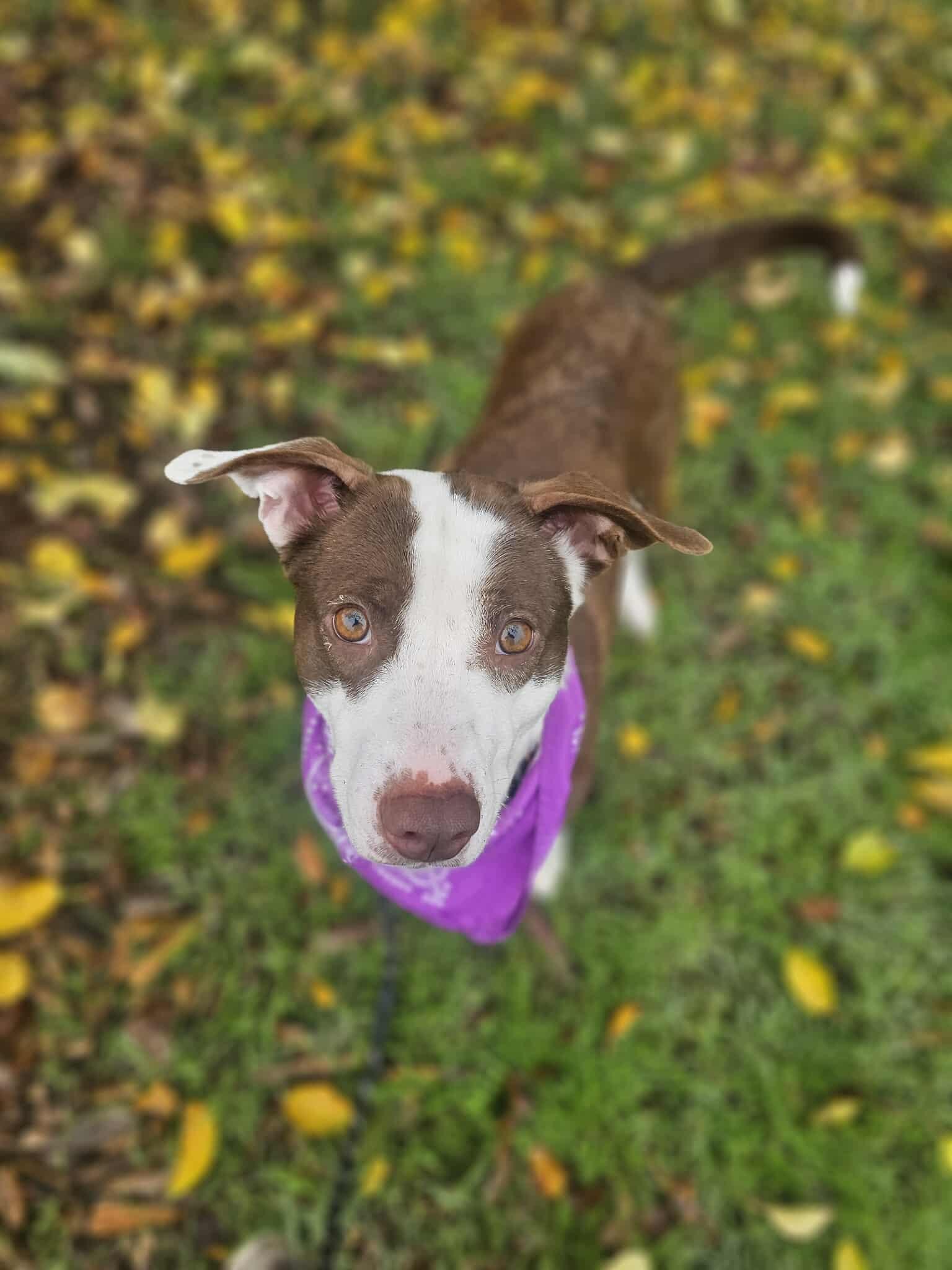 Enlarge Holly, a ADOPTABLE Border Collie in Grants Pass, OR image 5/6