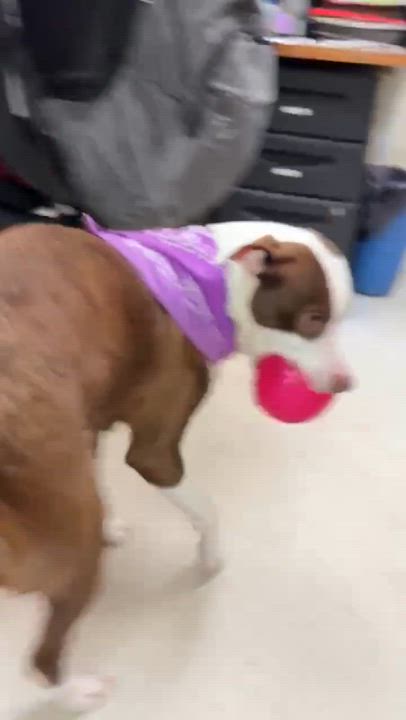 Enlarge Holly, a ADOPTABLE Border Collie in Grants Pass, OR video 6/6