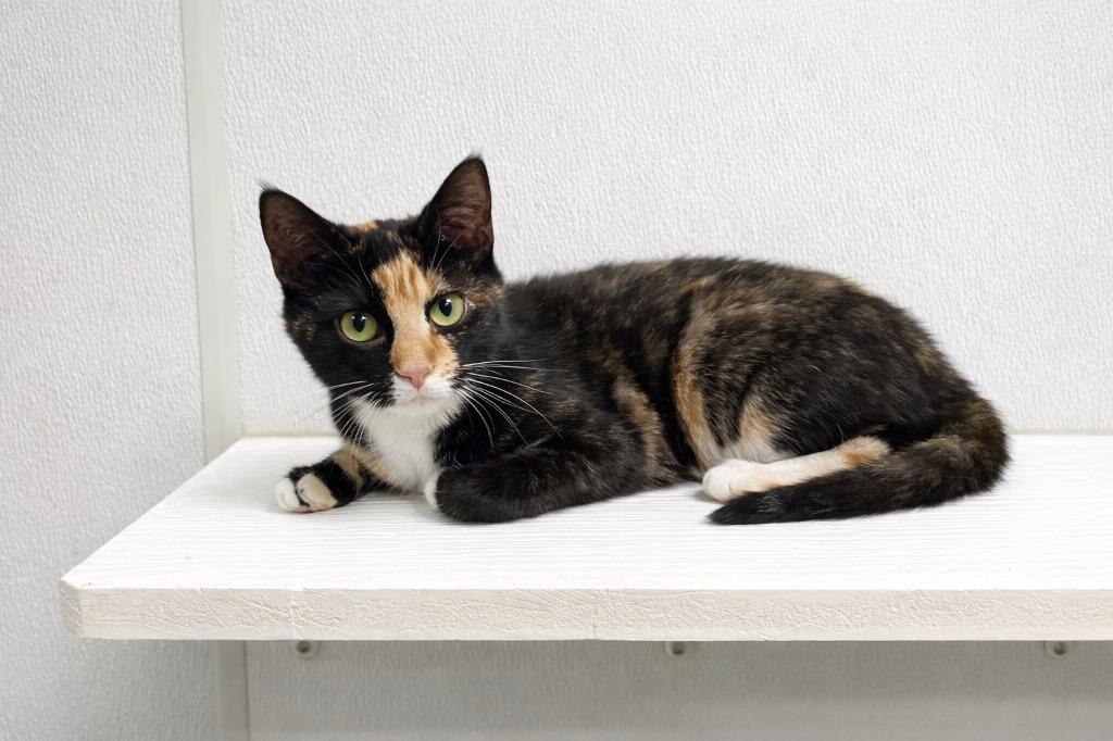 Enlarge Serrano, a Adoptable mixed breed in Raleigh, NC image 1/1