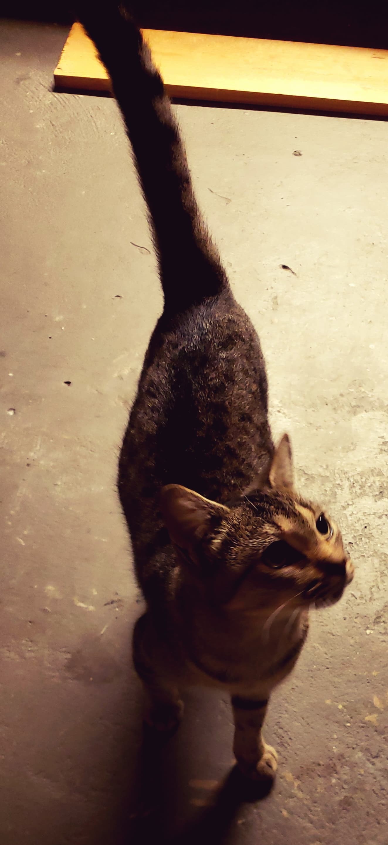 Barn Cats Available photo 6