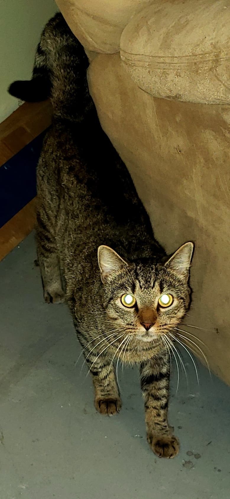 Barn Cats Available photo 3
