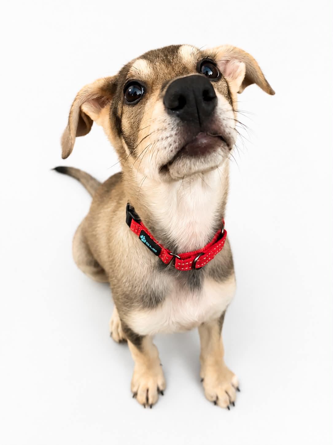 Zesty- Foster NEEDED, Adoptable, Puppy Female German Shepherd Dog.