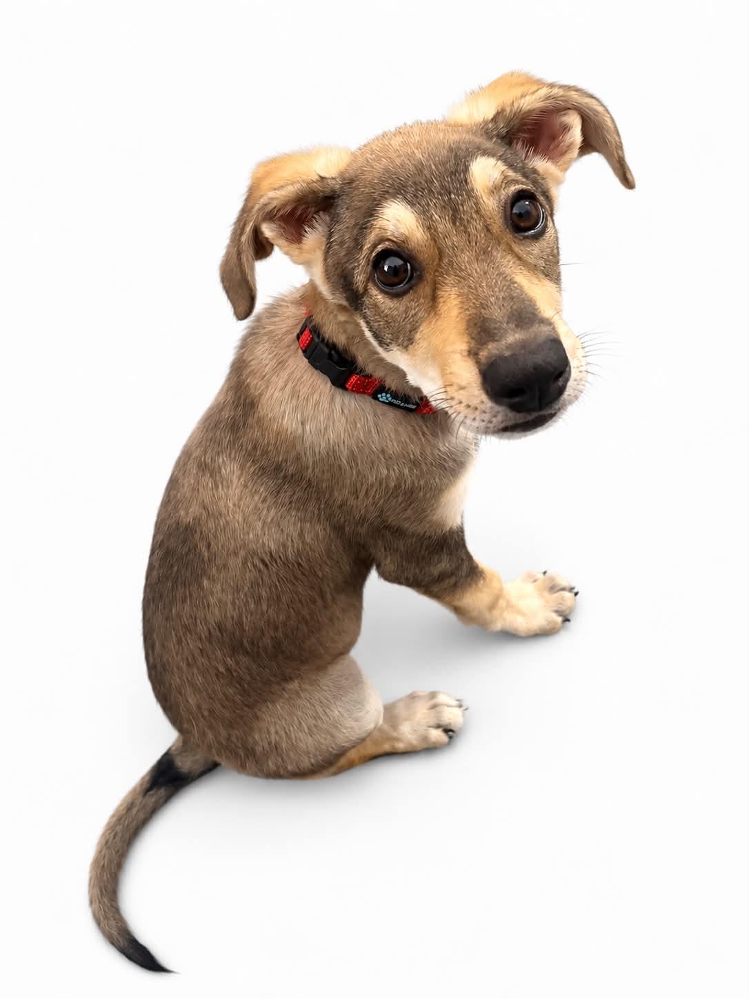 Enlarge Zesty- Foster NEEDED, a Adoptable German Shepherd Dog in Kansas City, MO image 2/2
