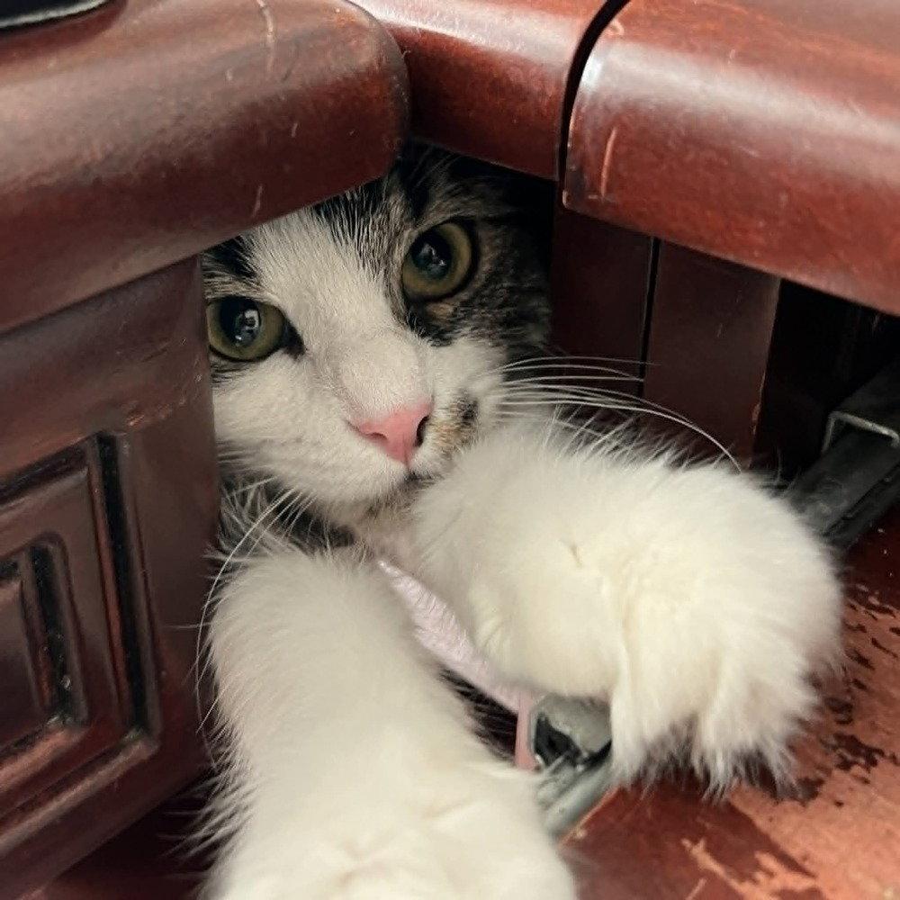 Seagram, a Adoptable Domestic Medium Hair in Candler, NC image 1/3