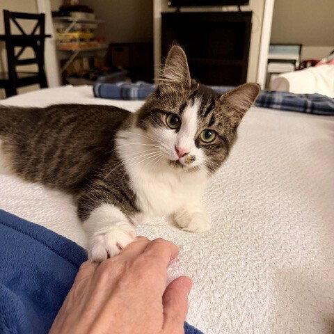 Enlarge Seagram, a Adoptable Domestic Medium Hair in Candler, NC image 2/3