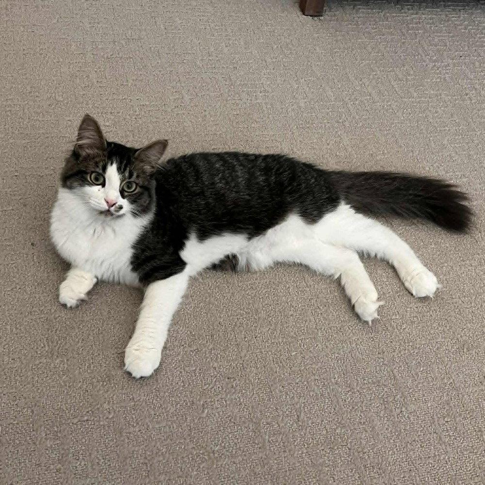 Seagram, a Adoptable Domestic Medium Hair in Candler, NC image 3/3