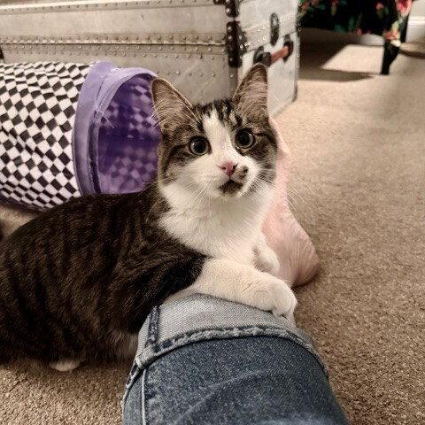 Enlarge Seagram, a Adoptable Domestic Medium Hair in Candler, NC image 3/3