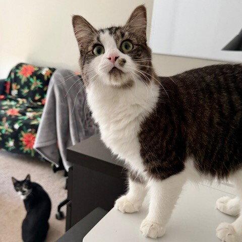 Seagram, a Adoptable Domestic Medium Hair in Candler, NC image 3/3