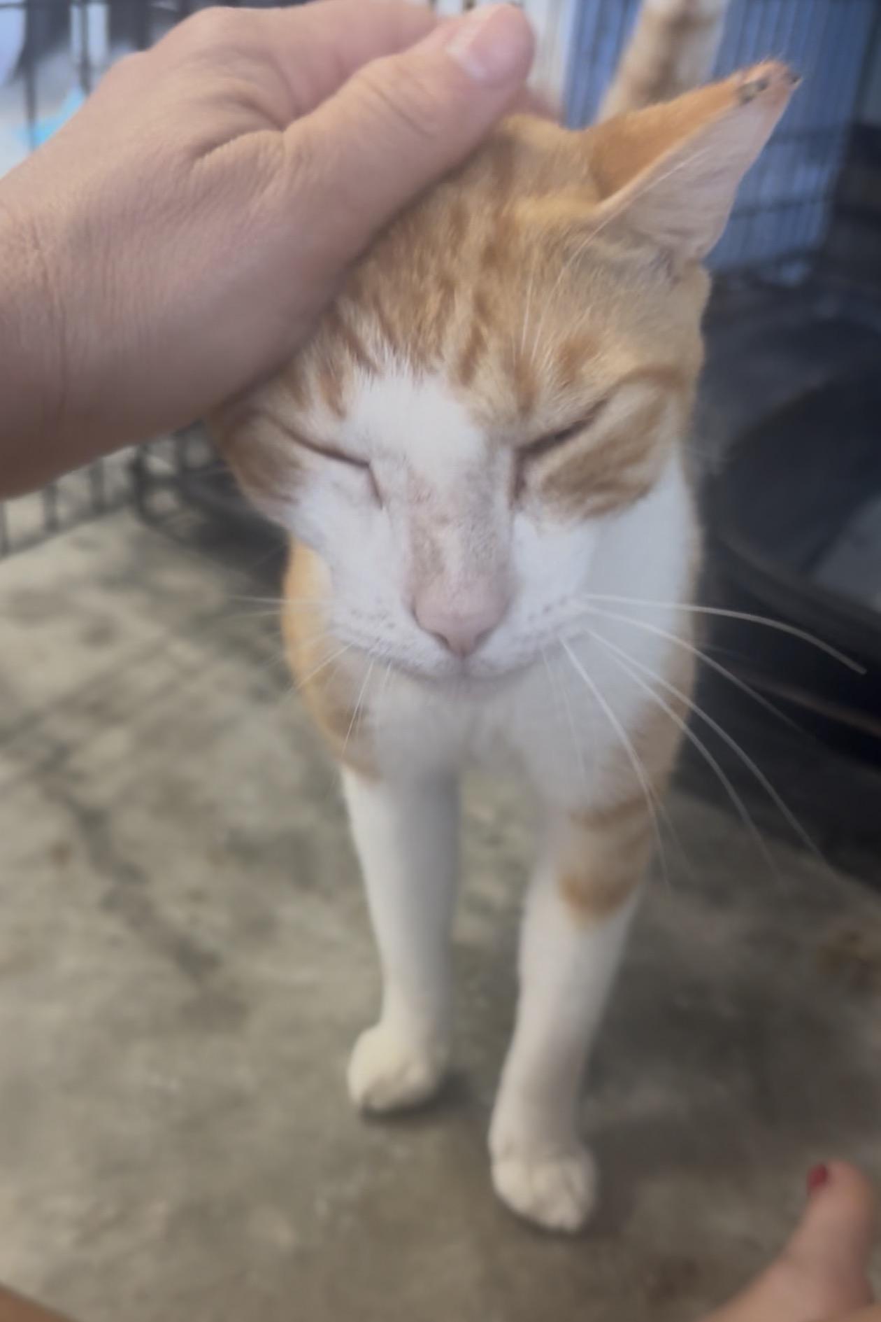 Enlarge George, a Adoptable Domestic Short Hair in Pompano Beach, FL image 1/1