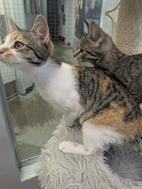 Enlarge Gracie, a Adoptable Domestic Short Hair in Brooks, AB image 3/6