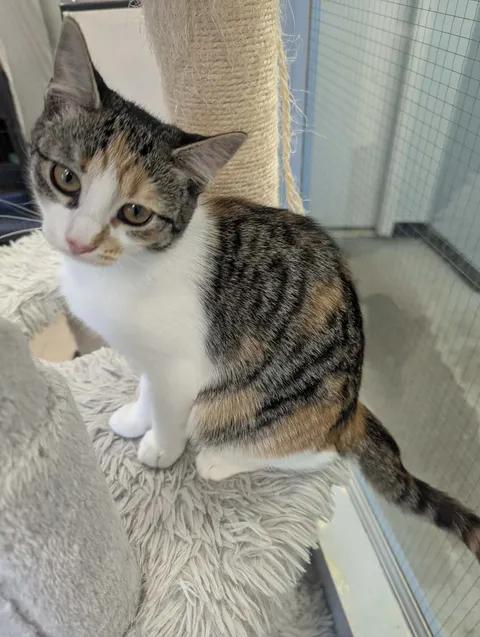 Enlarge Gracie, a Adoptable Domestic Short Hair in Brooks, AB image 2/6