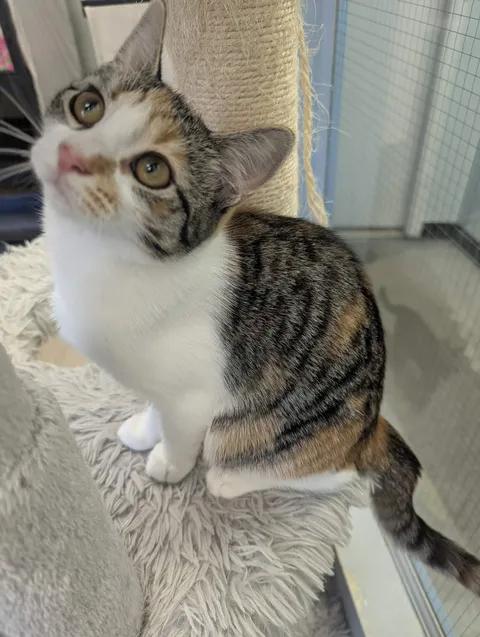 Enlarge Gracie, a Adoptable Domestic Short Hair in Brooks, AB image 6/6
