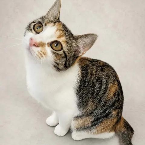 Gracie, Adoptable, Young Female Domestic Short Hair.
