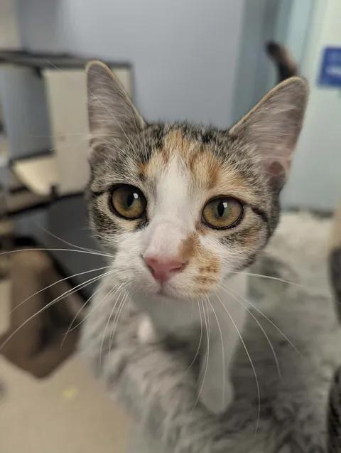 Enlarge Gracie, a Adoptable Domestic Short Hair in Brooks, AB image 5/6