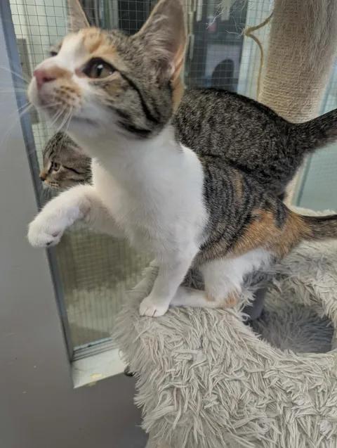 Enlarge Gracie, a Adoptable Domestic Short Hair in Brooks, AB image 4/6