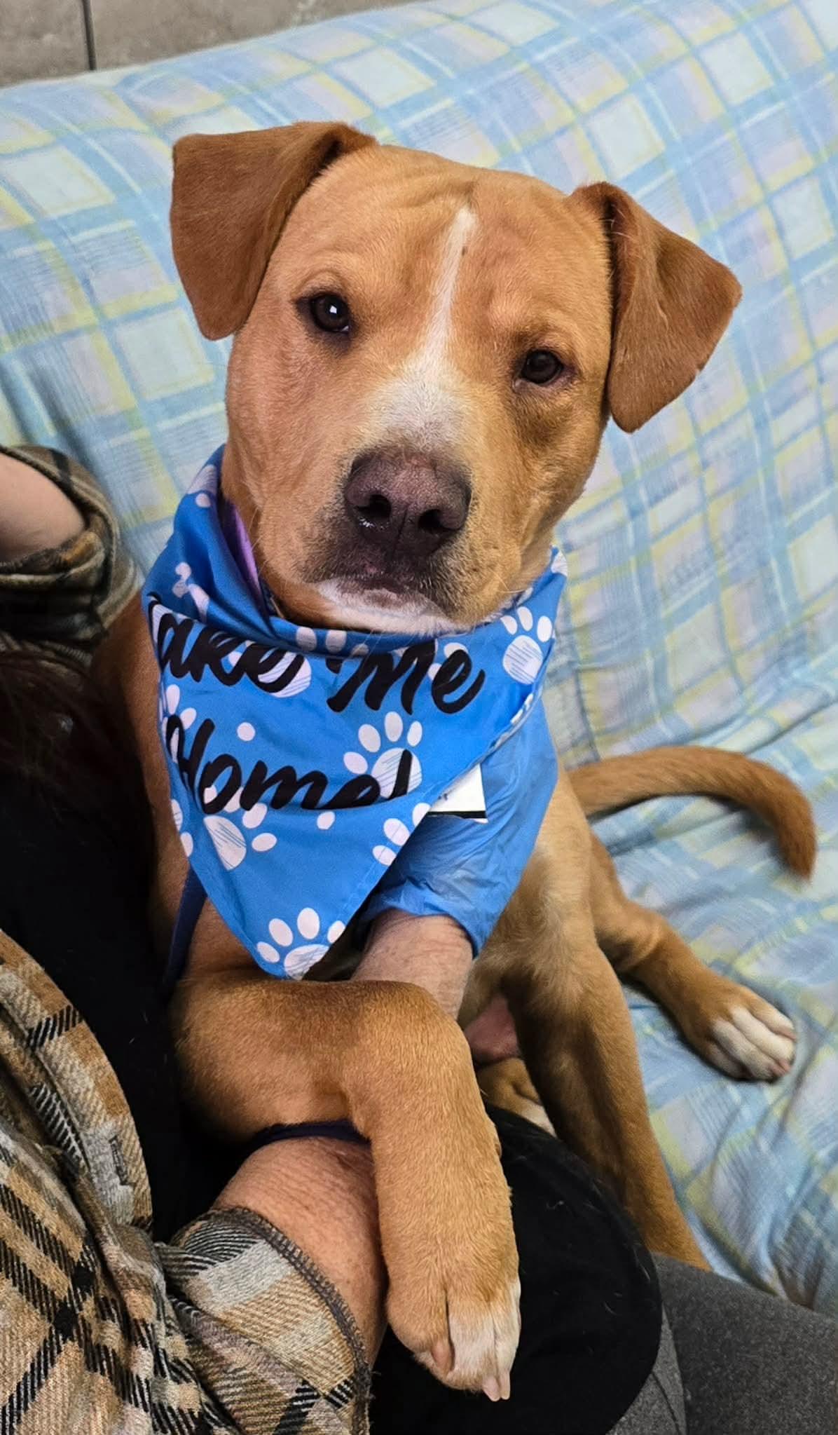 Joe Diffey, adopted, Young Male Mixed Breed.