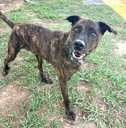 Aquaman, ADOPTABLE, Adult Male Plott Hound & Mountain Cur.