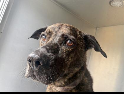 Aquaman, a ADOPTABLE mixed breed in Inverness, FL image 4/4