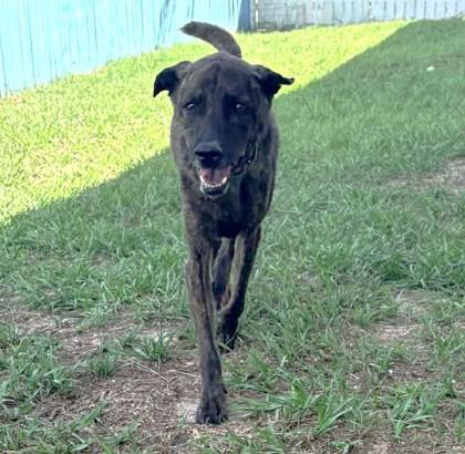 Aquaman, a ADOPTABLE mixed breed in Inverness, FL image 3/4