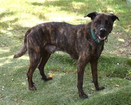 Aquaman, a ADOPTABLE mixed breed in Inverness, FL image 2/4