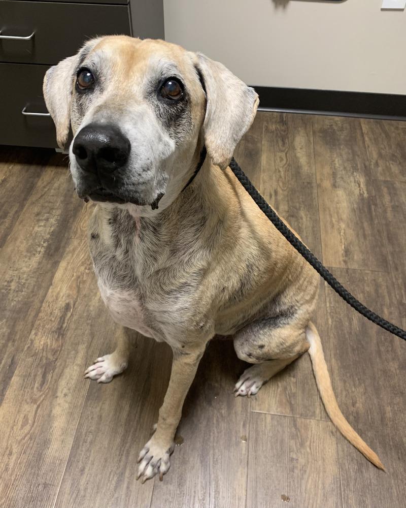 Enlarge Charlie, a Adoptable mixed breed in Melbourne Beach, FL image 1/3