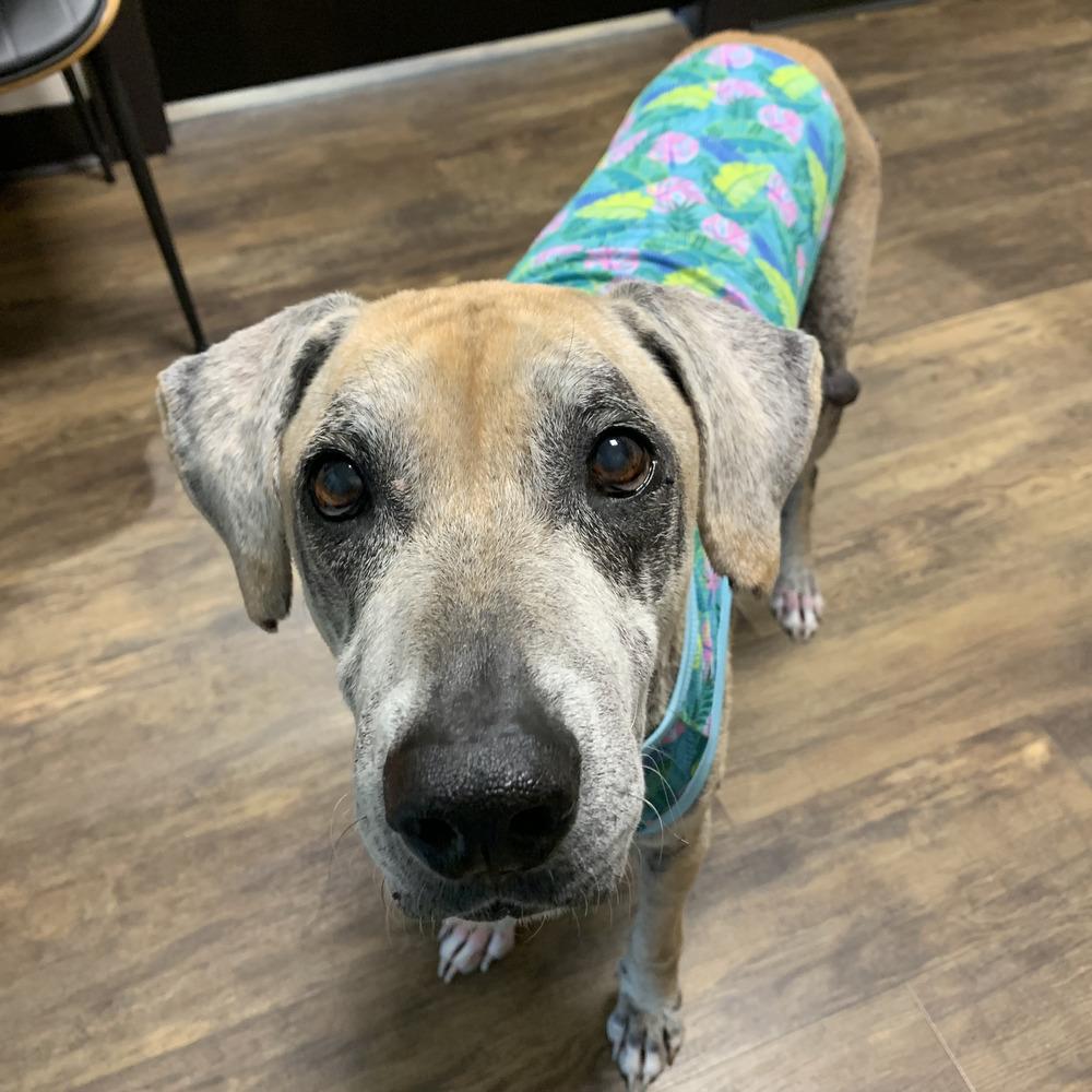 Enlarge Charlie, a Adoptable mixed breed in Melbourne Beach, FL image 3/3