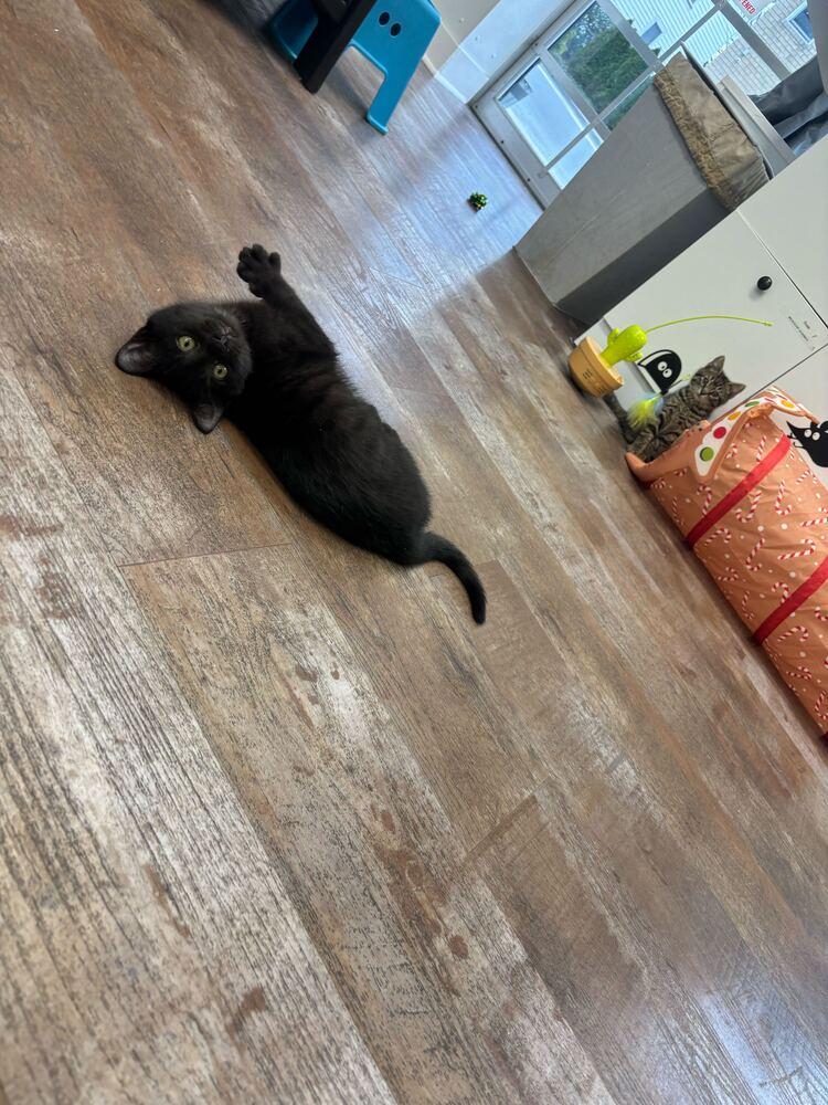 Tater, Adoptable, Kitten Male Domestic Short Hair.