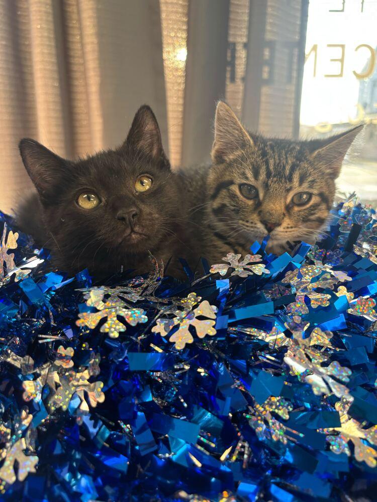 Tater, a Adoptable Domestic Short Hair in Milltown, NJ image 2/4