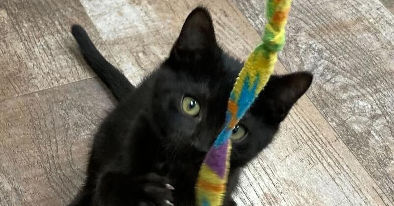 Tater, a Adoptable Domestic Short Hair in Milltown, NJ image 3/4