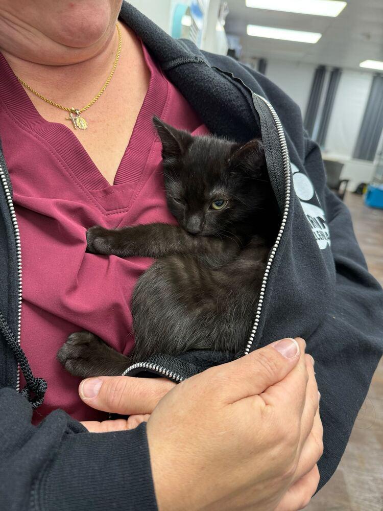 Tater, a Adoptable Domestic Short Hair in Milltown, NJ image 4/4