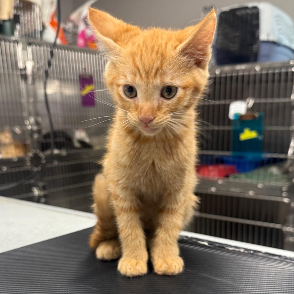 Tigger, Adoptable, Kitten Male Domestic Short Hair.