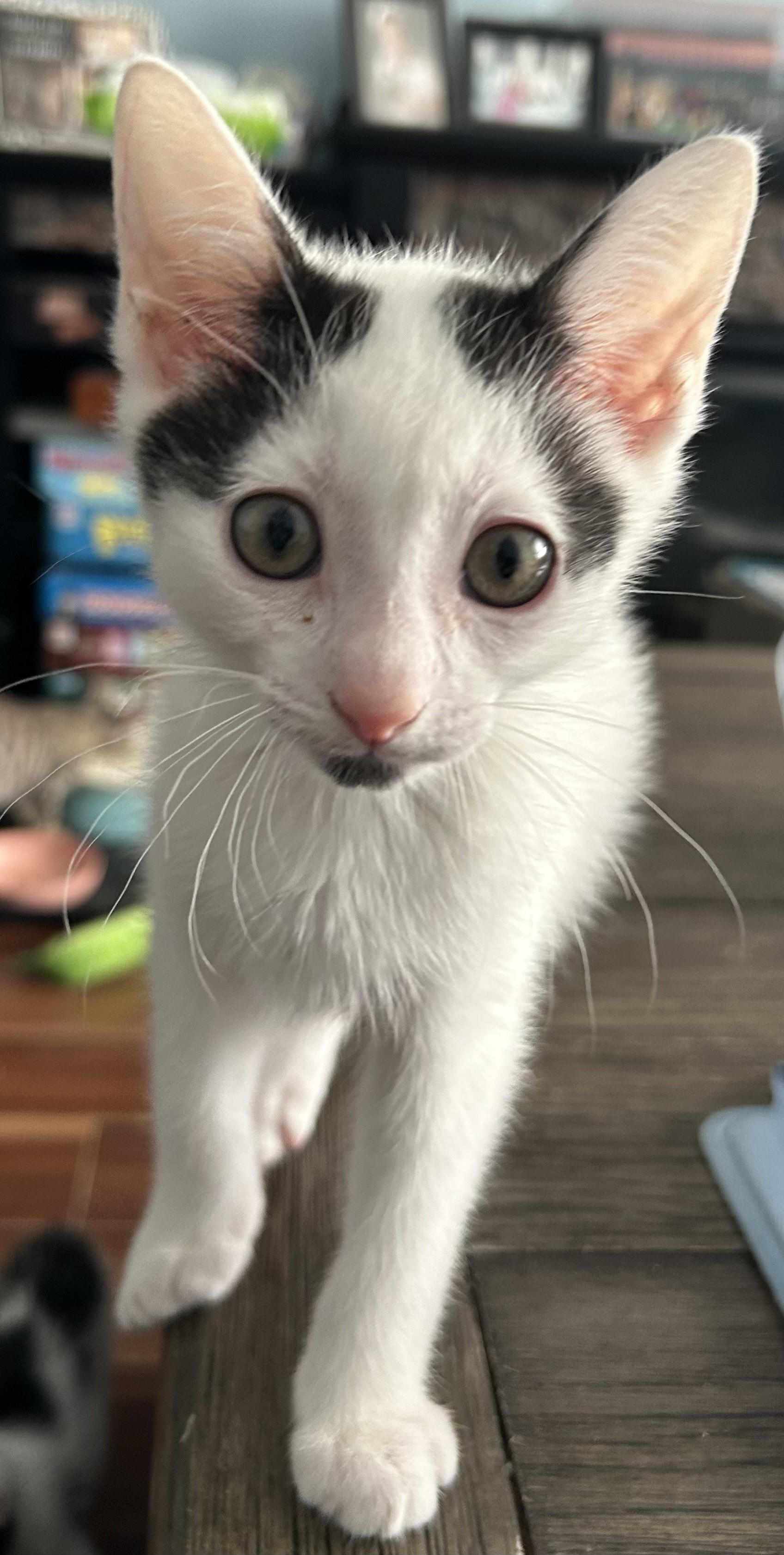 Fig Newton, a Adoptable Domestic Short Hair in New York, NY image 1/3