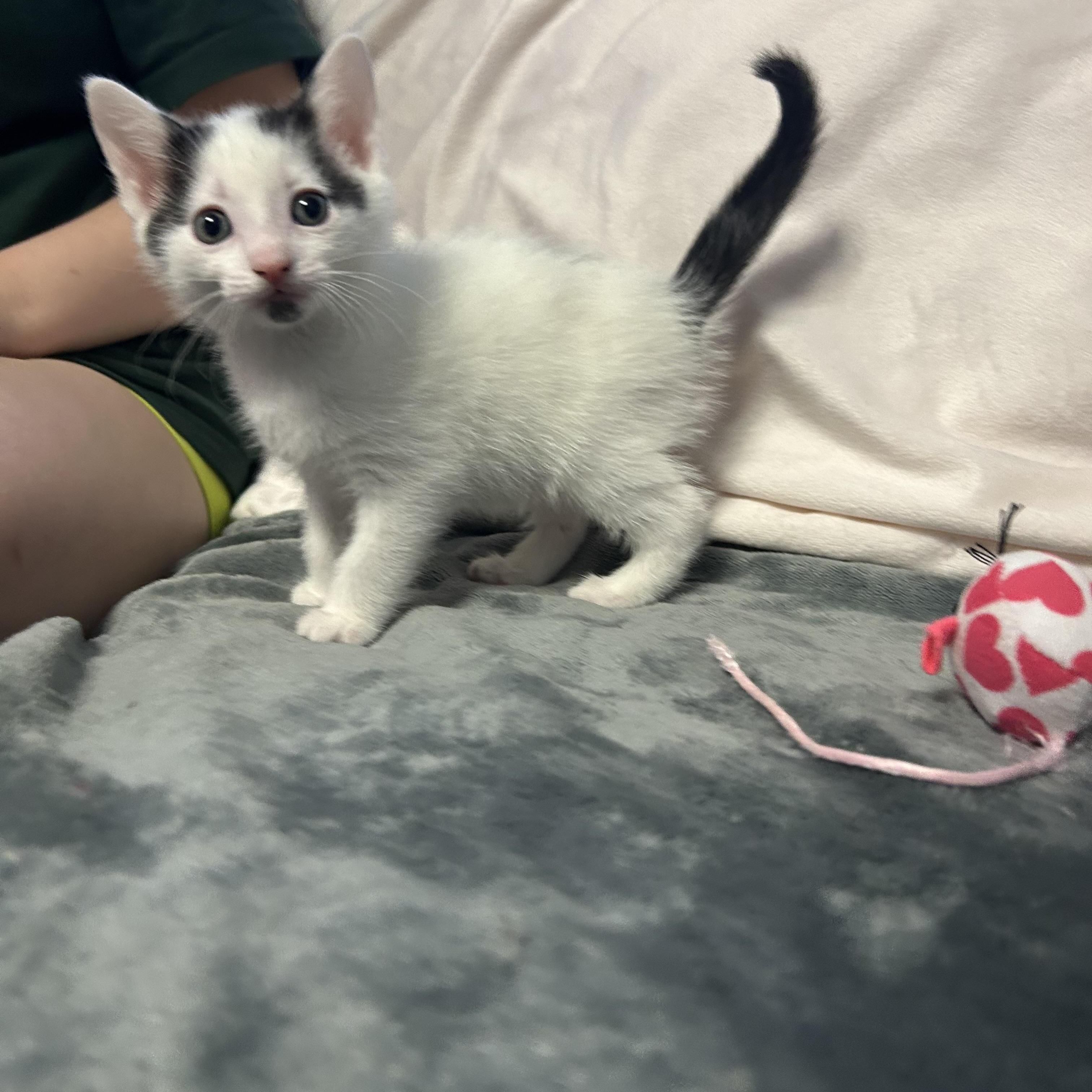 Fig Newton, a Adoptable Domestic Short Hair in New York, NY image 2/3