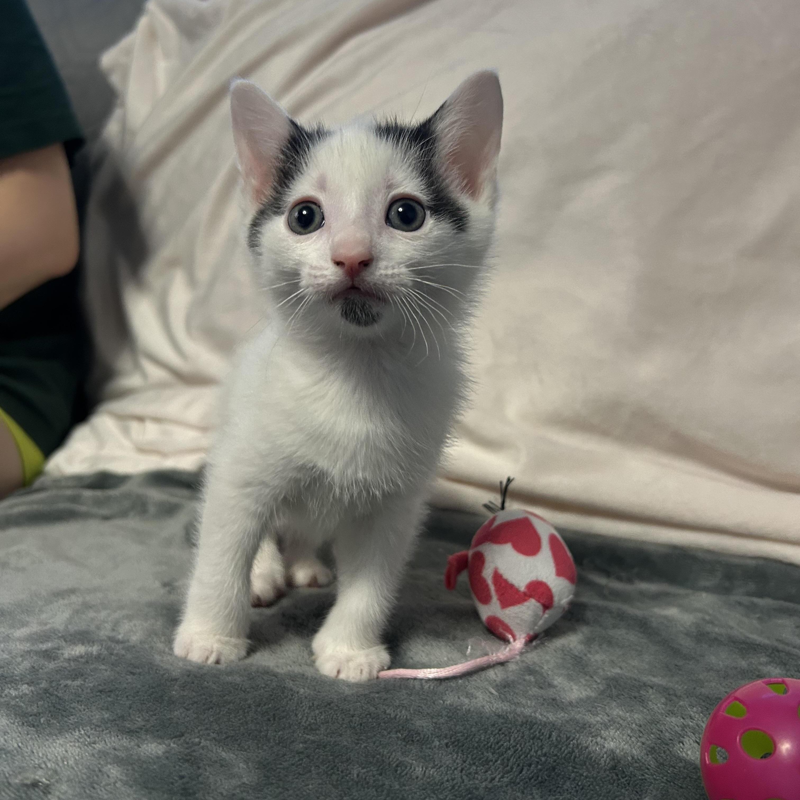 Fig Newton, a Adoptable Domestic Short Hair in New York, NY image 3/3