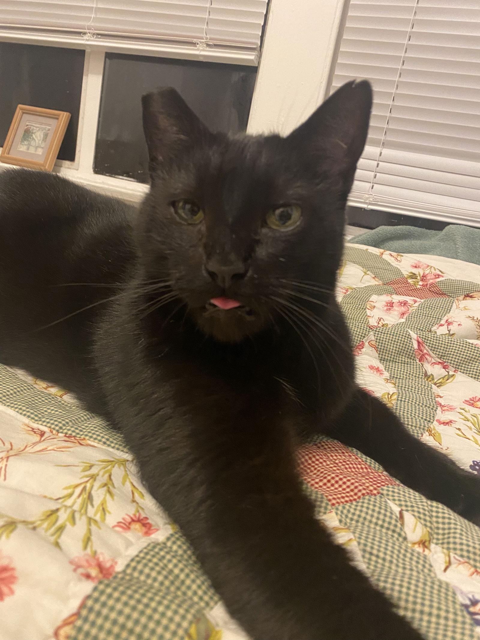 Enlarge Ronny, a Adopted Domestic Short Hair in Oakland, CA image 1/3