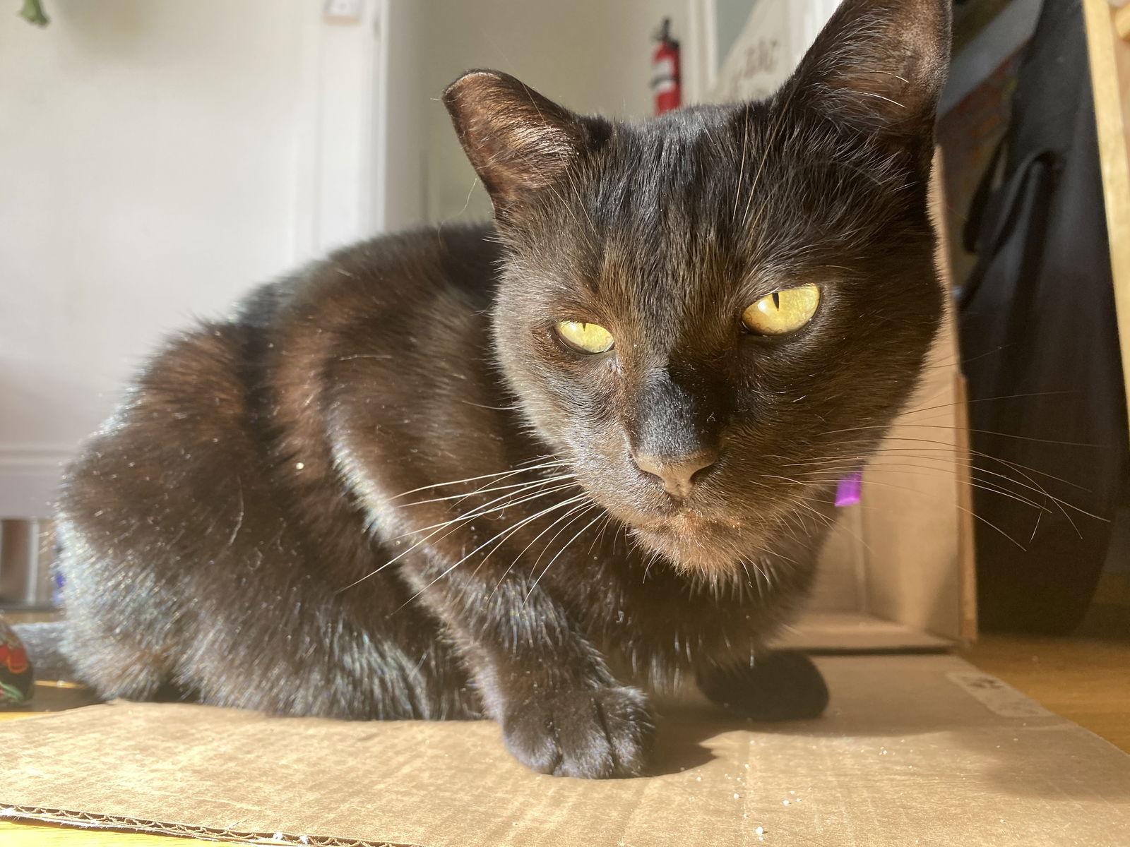 Enlarge Ronny, a Adopted Domestic Short Hair in Oakland, CA image 2/3