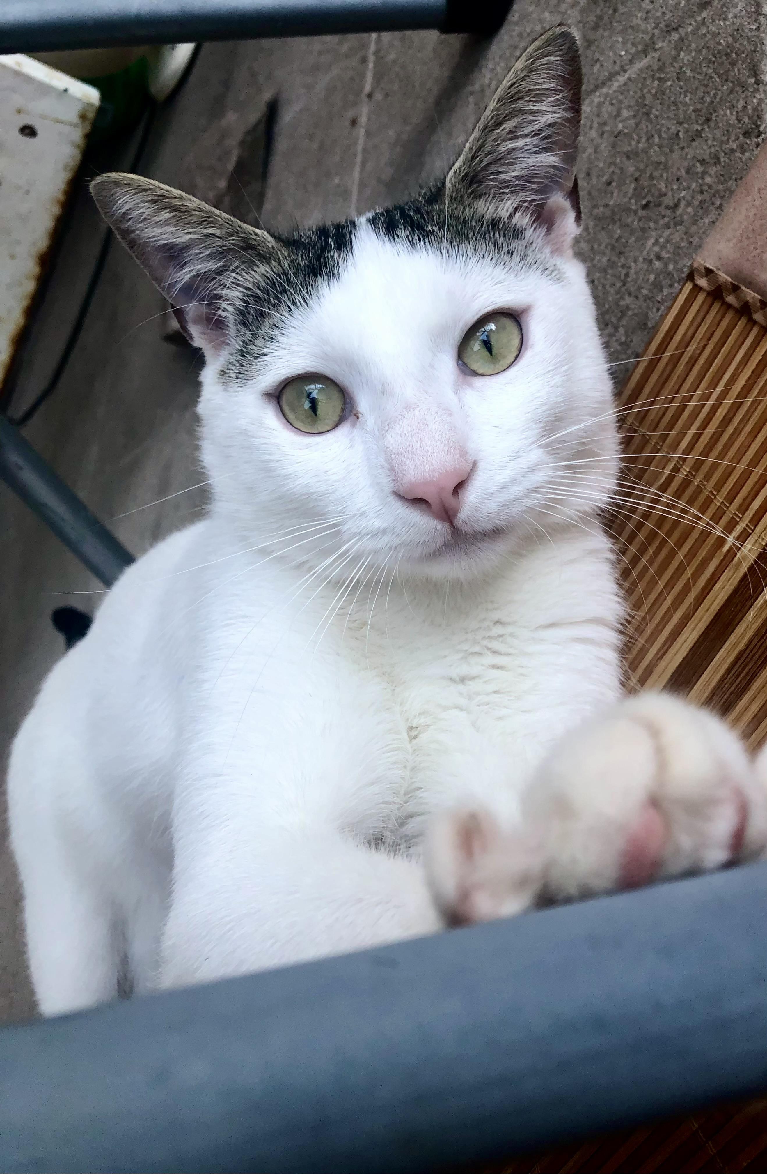 Jo, Adoptable, Young Male Domestic Short Hair.