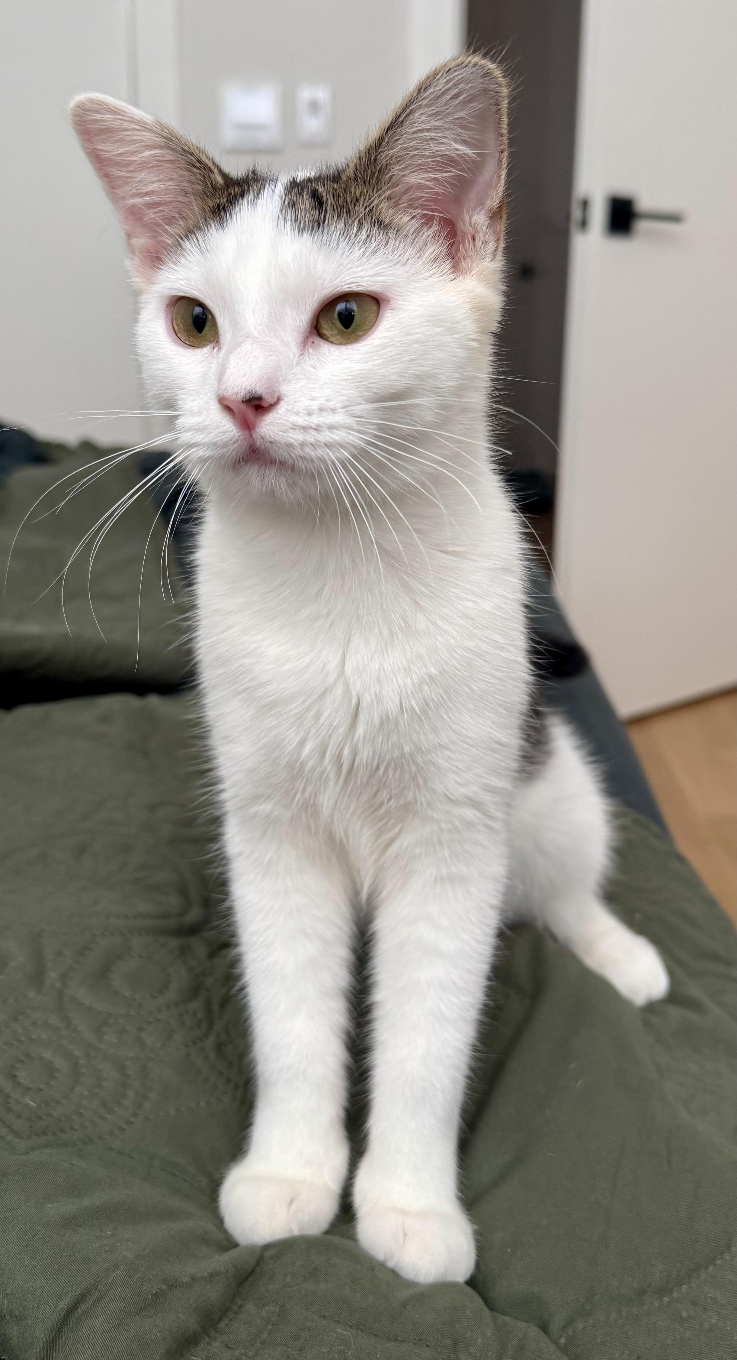 Enlarge Jo, a Adoptable mixed breed in Red Bank, NJ image 6/6