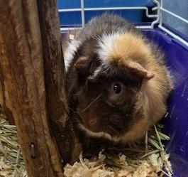 Sasha, Adult Male Guinea Pig