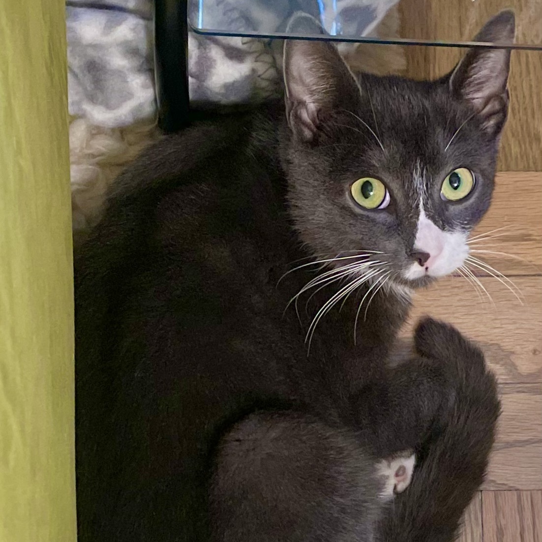 Enlarge Socks, an adopted Domestic Short Hair in New York, NY image 4/6