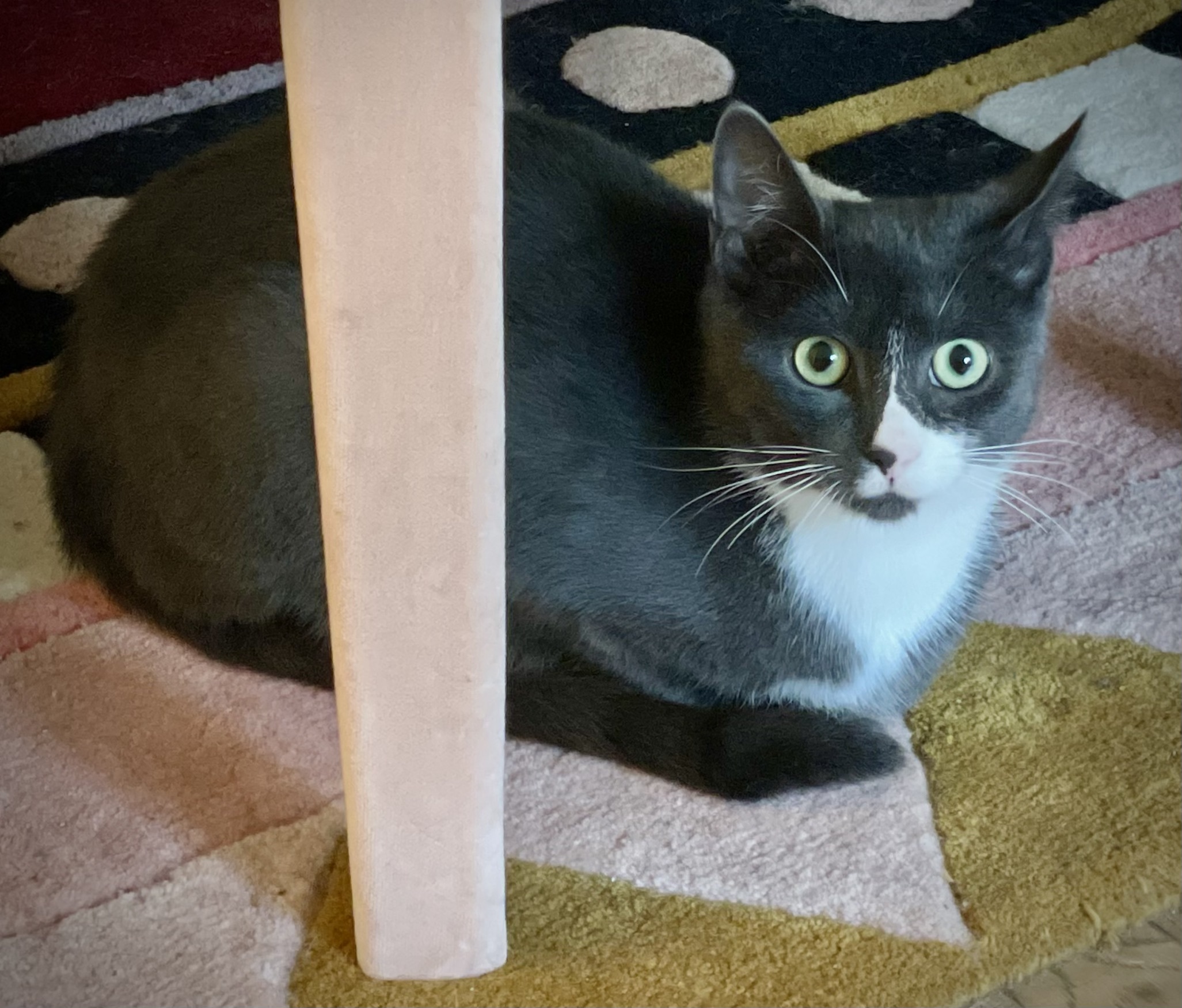 Enlarge Socks, an adopted Domestic Short Hair in New York, NY image 6/6