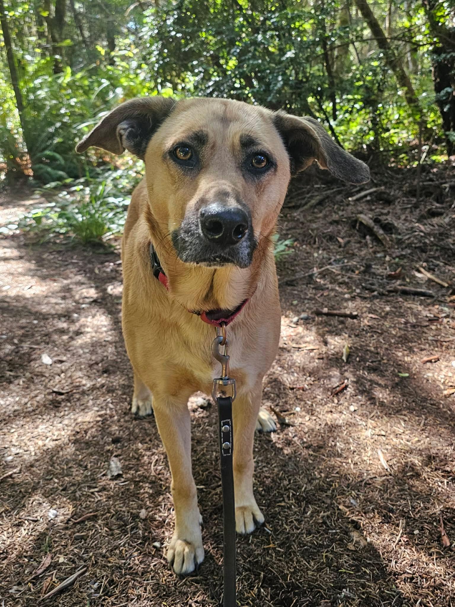 Enlarge Molly, a Adoptable mixed breed in Crescent city, CA image 5/6
