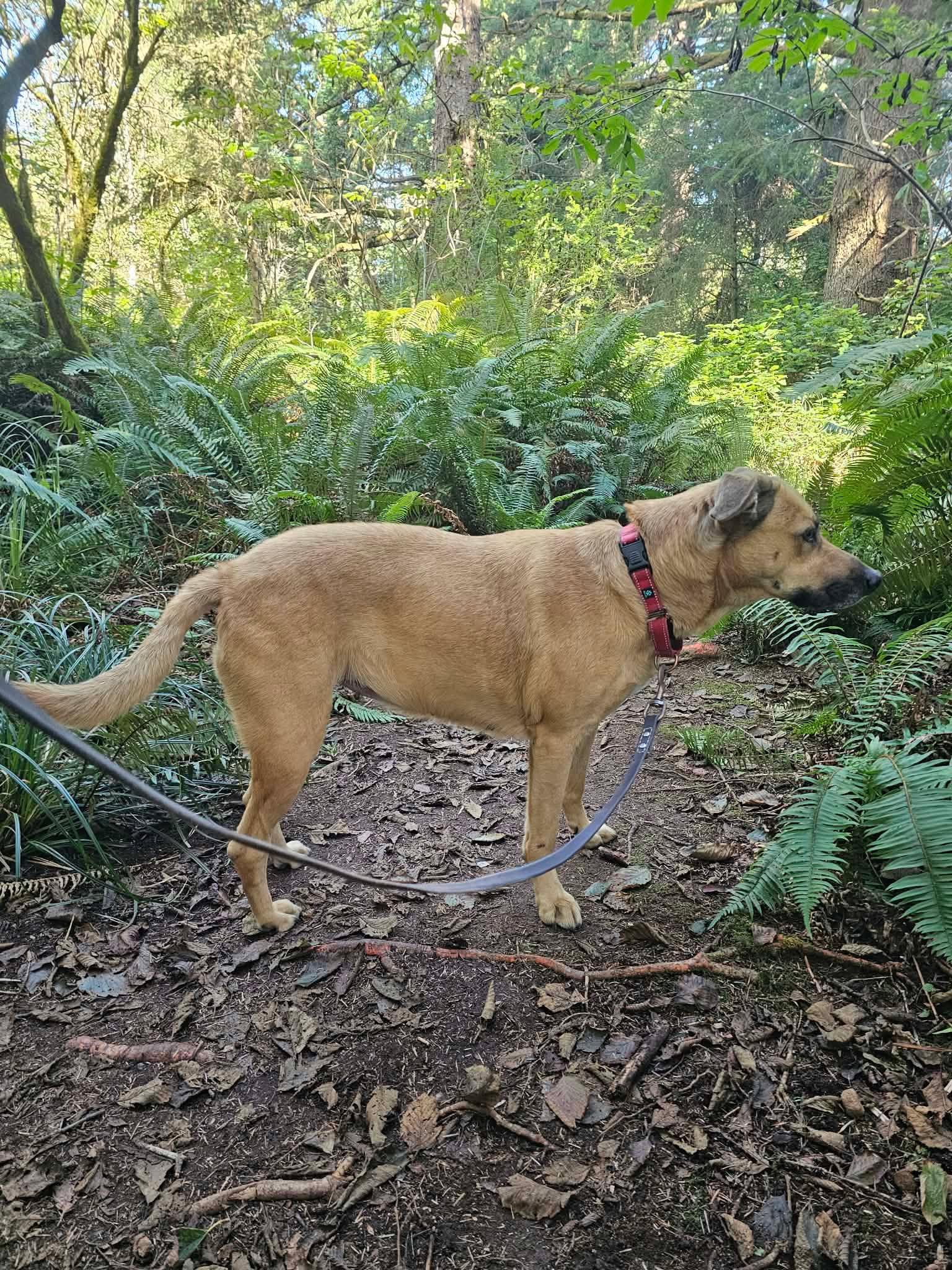 Enlarge Molly, a Adoptable mixed breed in Crescent city, CA image 3/6