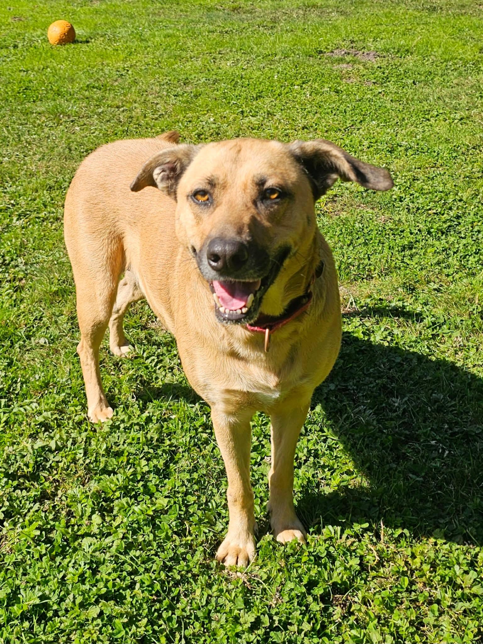 Enlarge Molly, a Adoptable mixed breed in Crescent city, CA image 2/6