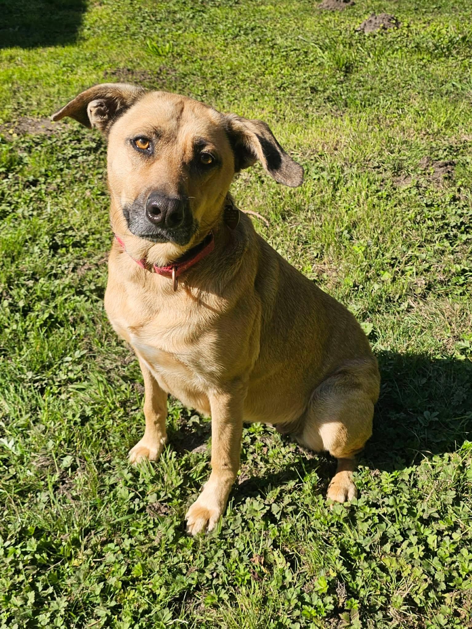 Molly, Adoptable, Adult Female Shepherd.