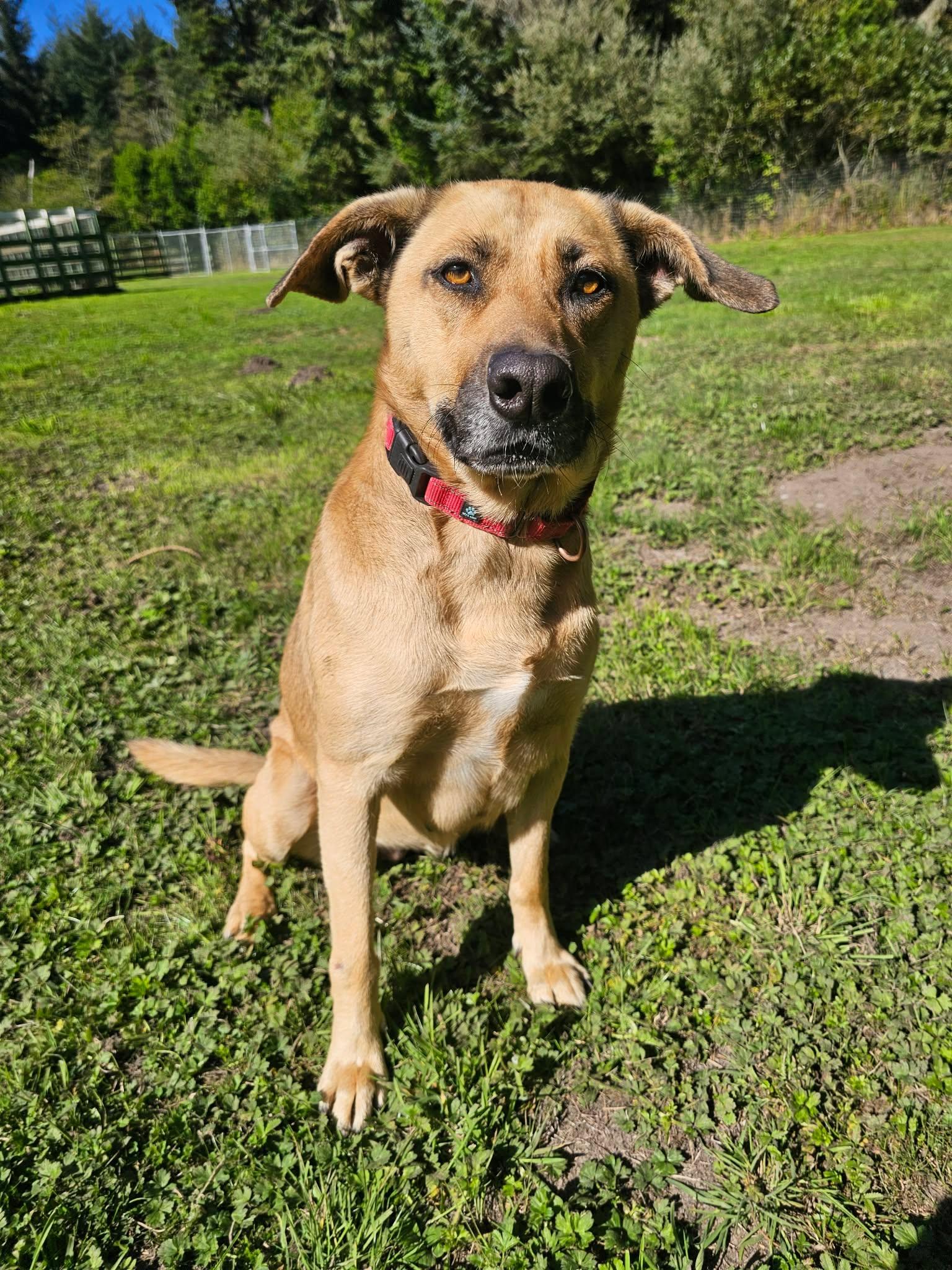 Enlarge Molly, a Adoptable mixed breed in Crescent city, CA image 6/6