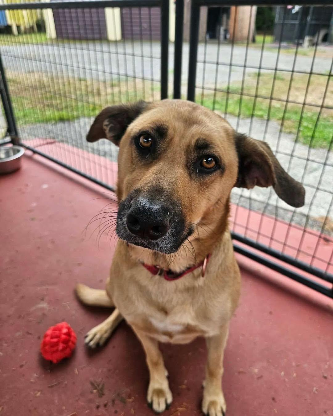 Enlarge Molly, a Adoptable mixed breed in Crescent city, CA image 4/6